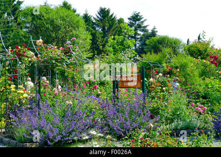 Jardin de roses, organiser comme un vieux jardin anglais Yorkshire , Allemagne Banque D'Images