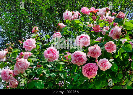 Plantes ornementales rose (Rosa 'Constance Spry', Rosa Constance Spry), le cultivar Constance Spry Banque D'Images