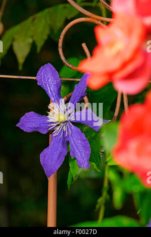 Clématites, de vierges-bower Clematis (spec.), dans un jardin en fleurs avec support d'escalade Banque D'Images