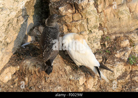 Bassan adultes s'endormir avec un poussin bien développées sur les falaises de Bempton RSPB Réserver Banque D'Images