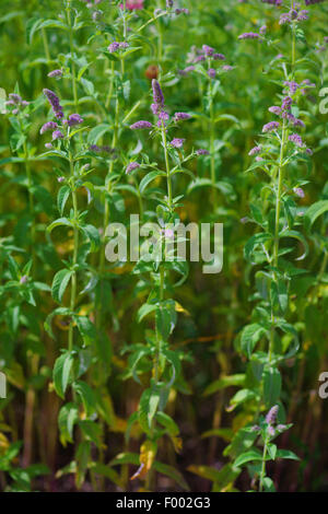 Le Maquereau-menthe, lance la menthe (Mentha spicata), blooming, Allemagne, Bavière, Oberbayern, Haute-Bavière Banque D'Images