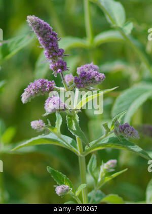 Le Maquereau-menthe, lance la menthe (Mentha spicata), blooming, Allemagne, Bavière, Oberbayern, Haute-Bavière Banque D'Images