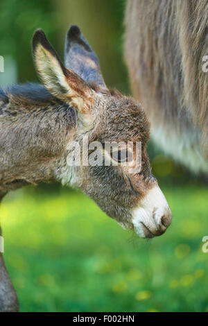 L'âne domestique (Equus asinus asinus), portrait d'un ancien mineur de 8 heures, Allemagne Banque D'Images