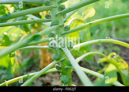 Chou de Bruxelles (Brassica oleraceae var. gemmifera), les choux de Bruxelles à l'étrave, l'Autriche, Styrie Banque D'Images