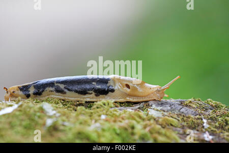 Banana slug géant du Pacifique, limace jaune (Ariolimax columbianus), slug rampage sur une tige de l'arbre moussu, le Canada, l'île de Vancouver Banque D'Images