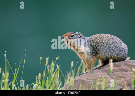 Columbian (Spermophilus columbianus), assis sur une pierre et criant, Canada, Banff National Park Banque D'Images