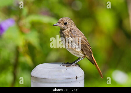 Phoenicurus phoenicurus (commune), jeune oiseau posé sur un jardin lampe, Allemagne, Mecklembourg-Poméranie-Occidentale Banque D'Images