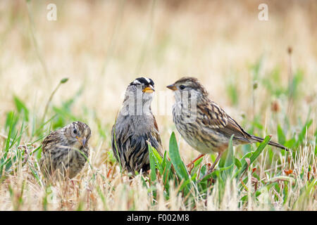 Bruant à couronne blanche (Zonotrichia leucophrys), d'oiseaux adultes avec deux oiseaux juvéniles dans un pré, le Canada, l'Ontario, le parc provincial Algonquin Banque D'Images