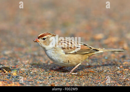 Bruant à couronne blanche (Zonotrichia leucophrys), oiseau juvénile à la recherche de nourriture sur le terrain, le Canada, l'Ontario, le parc provincial Algonquin Banque D'Images