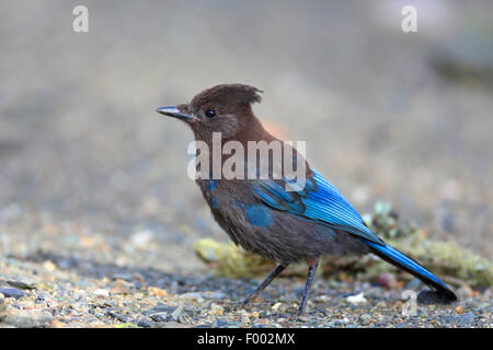 Le geai de Steller (Cyanocitta stelleri), oiseau juvénile debout sur le terrain, le Canada, l'île de Vancouver Banque D'Images