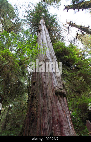 Sapin de Douglas (Pseudotsuga menziesii), la tige d'un vieux pin Douglas, le Canada, l'île de Vancouver, Rainforest Trail, Ucluelet Banque D'Images