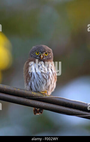 La chouette naine (Glaucidium gnoma swarti), assis sur une ligne téléphonique dans un bois, l'île de Vancouver, Canada Banque D'Images