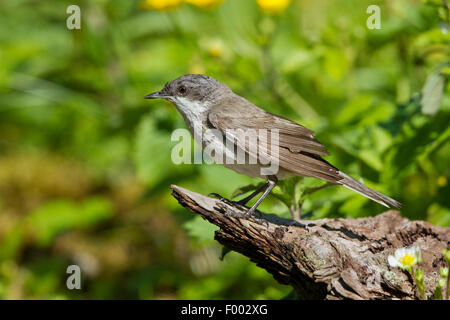 Fauvette grisette (Sylvia curruca moindre), sur bois mort, Allemagne, Mecklembourg-Poméranie-Occidentale Banque D'Images