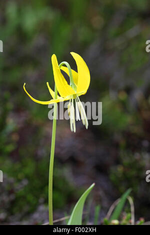 Lis jaune des glaciers (Erythronium grandiflorum), fleur, le Canada, la Colombie-Britannique, le parc national du Mont-Revelstoke Banque D'Images