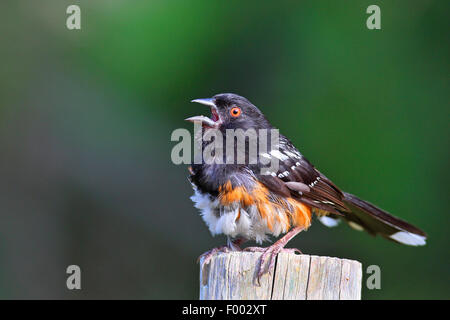 Tohi tacheté (Pipilo maculatus), homme assis sur un poster et le chant, l'île de Vancouver, Canada Banque D'Images