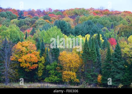 L'été indien sur la frontière de l'Algonquin Provincial Park, Ontario, Canada, le parc provincial Algonquin Banque D'Images