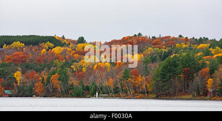 L'été indien sur la frontière de l'Algonquin Provincial Park, Ontario, Canada, le parc provincial Algonquin, Huntsville Banque D'Images