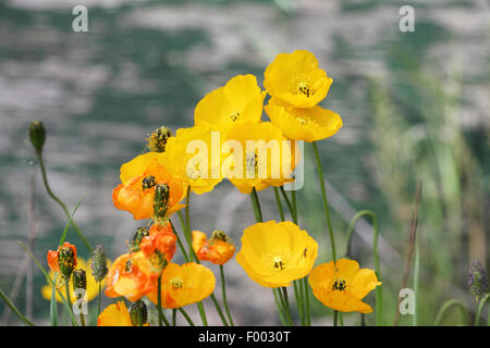 Pavot d'Alaska, l'Islande pavot (Papaver nudicaule), oranger, Canada, Alberta, parc national de Banff Banque D'Images