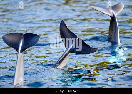 Bottlenosed dolphin, à nez de bouteille commun dauphin (Tursiops truncatus), trois dauphins montrant leur queue Banque D'Images