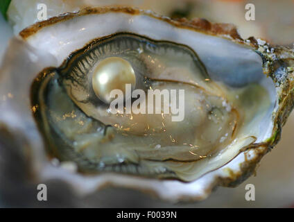 L'huître du Pacifique, le géant japonais de l'huître creuse du Pacifique, l'huître (Crassostrea gigas, Crassostrea pacifica), ouvrir avec pearl Banque D'Images