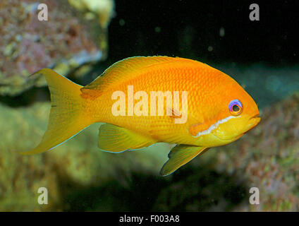 La perche de mer Orange, Goldie, Lyretail coralfish, Lyretail anthias, Drapeau Basslet Harem (Anthias squamipinnis, Pseudanthias squamipinnis), Femme Banque D'Images