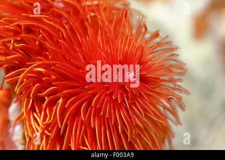 Feather-duster worm (Sabellastarte spec.), couronne de tentacules Banque D'Images