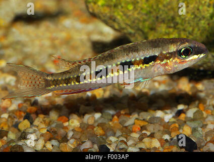 Cichlid en échiquier, fork-tailed checkerboard damier, cichlid cichlid (Dicrossus filamentosus, Crenicara filamentosa), natation Banque D'Images