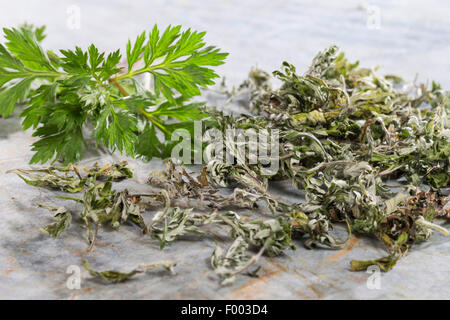 L'Armoise commune, commune de grande absinthe (Artemisia vulgaris), frais et feuilles séchées, Allemagne Banque D'Images