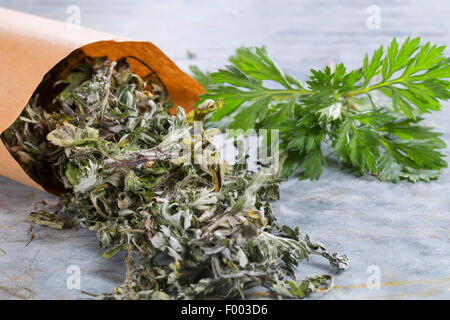 L'Armoise commune, commune de grande absinthe (Artemisia vulgaris), frais et feuilles séchées, Allemagne Banque D'Images