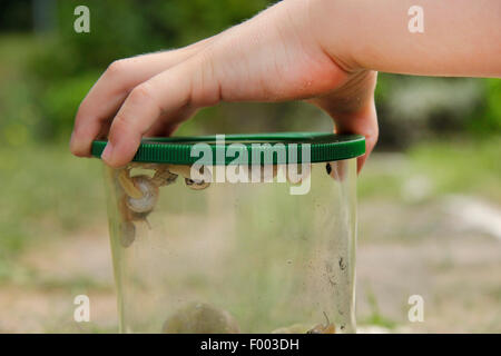 Boy holding une loupe avec les escargots à la main, Allemagne Banque D'Images