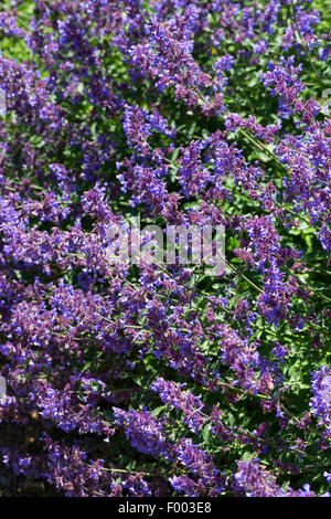 L'faassen (Nepeta x faassenii catmint Nepeta faassenii,), blooming Banque D'Images