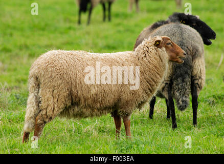 Guanaco Le Mouton (Ovis ammon f. bélier), de moutons dans un pâturage, en Allemagne, en Basse-Saxe Banque D'Images