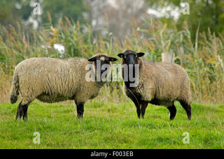 Coarsewool de Poméranie (Ovis ammon f. bélier), deux moutons dans un pâturage, en Allemagne, en Basse-Saxe Banque D'Images