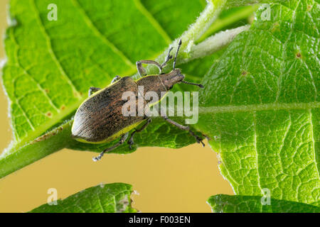 Chlorophanus viridis (Chlorophanus viridis), se trouve sur une feuille, Allemagne Banque D'Images