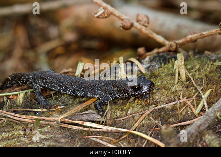 Warty newt, triton crêté, triton crêté européenne Banque D'Images