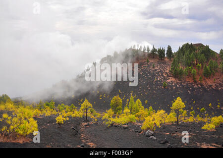 Achat pin (Pinus canariensis), sur les cendres de lave dans le brouillard, Canaries, La Palma, Llanos de Jable Banque D'Images