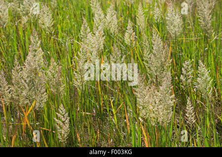 Petit bois-reed, actaeon (Calamagrostis epigejos), inflorescences, Allemagne Banque D'Images