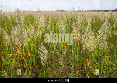 Petit bois-reed, actaeon (Calamagrostis epigejos), inflorescences, Allemagne Banque D'Images