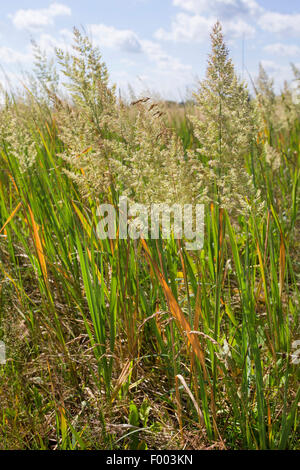 Petit bois-reed, actaeon (Calamagrostis epigejos), inflorescences, Allemagne Banque D'Images