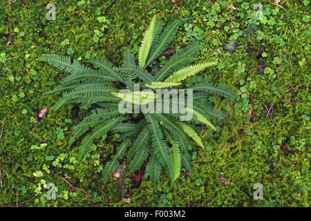 Fort-de-Vénus (Blechnum spicant), sur la masse forestière, Allemagne, Bavière, Oberbayern, Haute-Bavière Banque D'Images