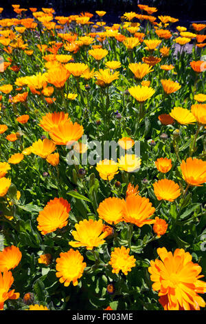 Jardin-souci officinal (Calendula officinalis), la floraison, Allemagne Banque D'Images