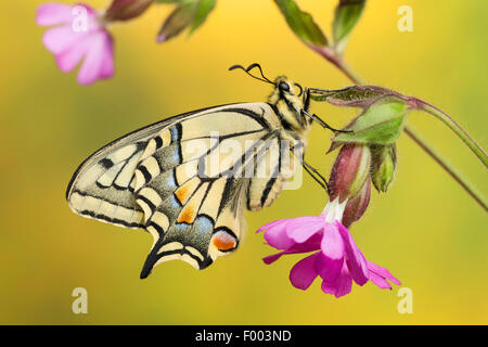 Papilio machaon), siège un campion, Allemagne Banque D'Images