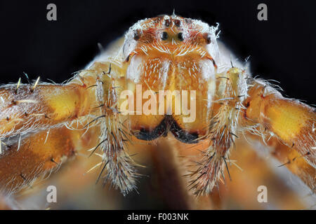 Cross orbweaver, jardin araignée, spider Araneus diadematus (croix), chef d'une femme, Allemagne Banque D'Images