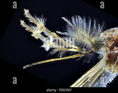 Chambre moustique, maison commune du nord, moustiques, gnat commune chambre gnat (Culex spec.), trompe, palpes et antennes d'un mâle culex Banque D'Images