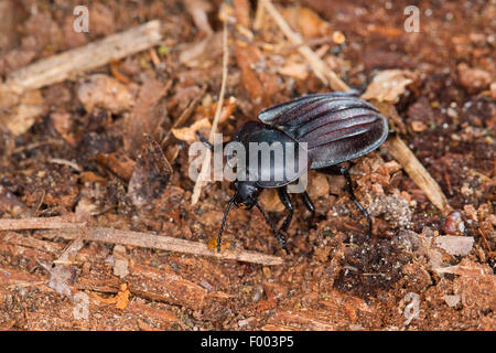 Les scarabées charognards, les nécrophores (Silpha carinata), carrion beetle sur le bois mort, Allemagne Banque D'Images