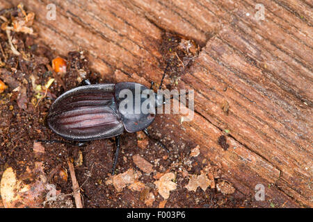 Les scarabées charognards, les nécrophores (Silpha carinata), carrion beetle sur le bois mort, Allemagne Banque D'Images