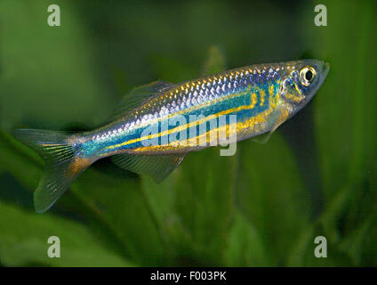 Devario aequipinnatus (danio géant, Danio aequipinnatus, Brachydanio aequipinnatus), natation Banque D'Images