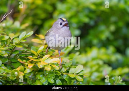 Goldcrest (Regulus regulus), mâle chanteur sur une branche, l'Allemagne, Mecklembourg-Poméranie-Occidentale Banque D'Images