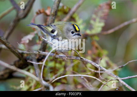 Goldcrest (Regulus regulus), homme sur une branche, l'Allemagne, Mecklembourg-Poméranie-Occidentale Banque D'Images