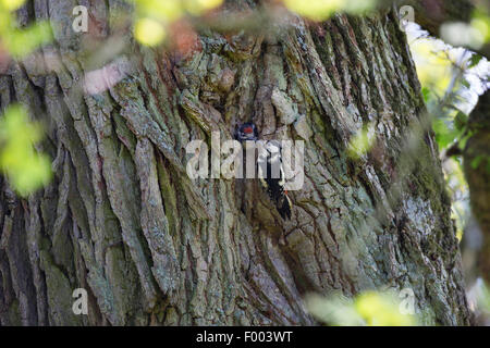 Great spotted woodpecker (Picoides major, Dendrocopos major), femme à la grotte d'élevage des poussins d'alimentation, caverne dans le coffre d'un chêne centenaire, Allemagne Banque D'Images